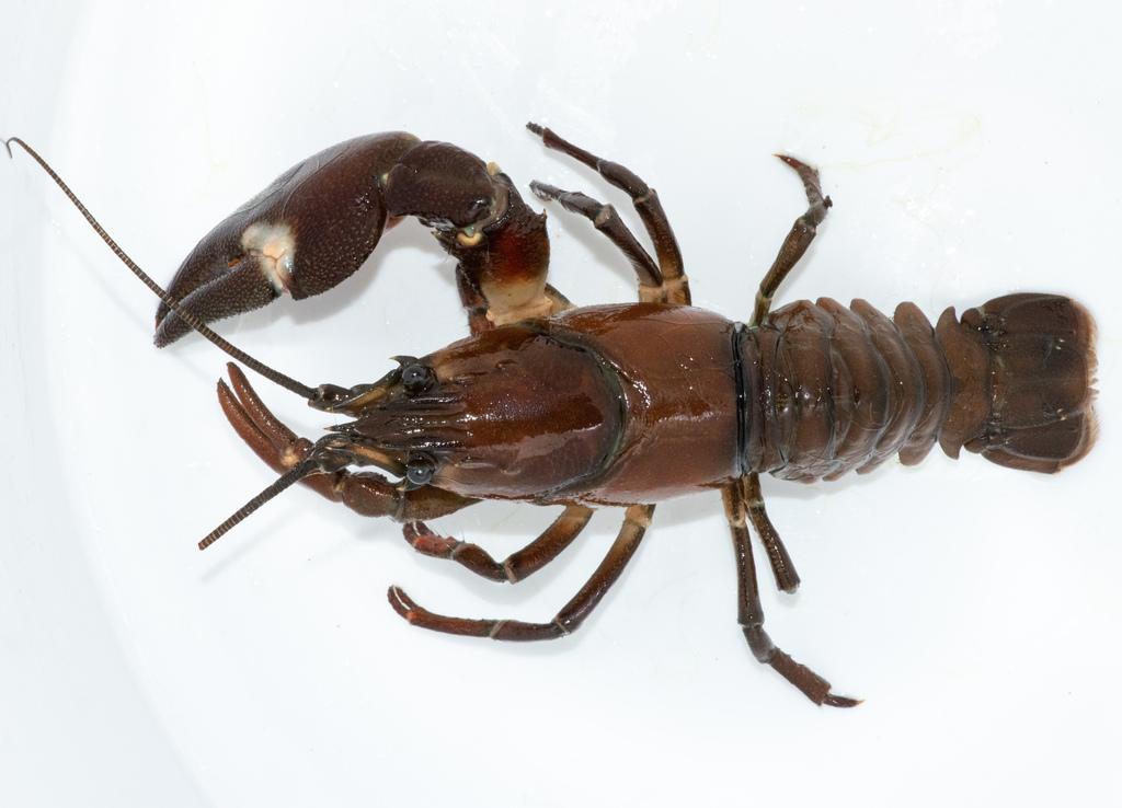 Signal Crayfish Ontario's Invading Species Awareness Program