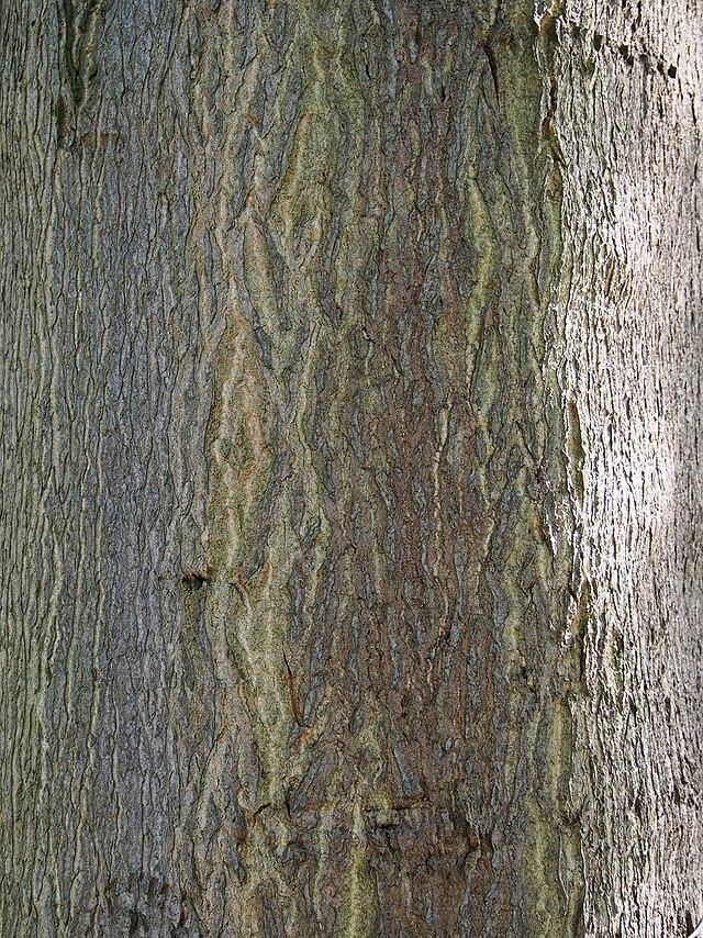 TreeofHeaven Ontario's Invading Species Awareness Program