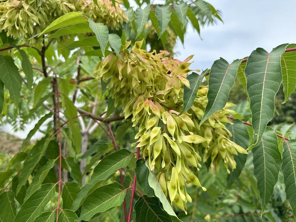 TreeofHeaven Ontario's Invading Species Awareness Program