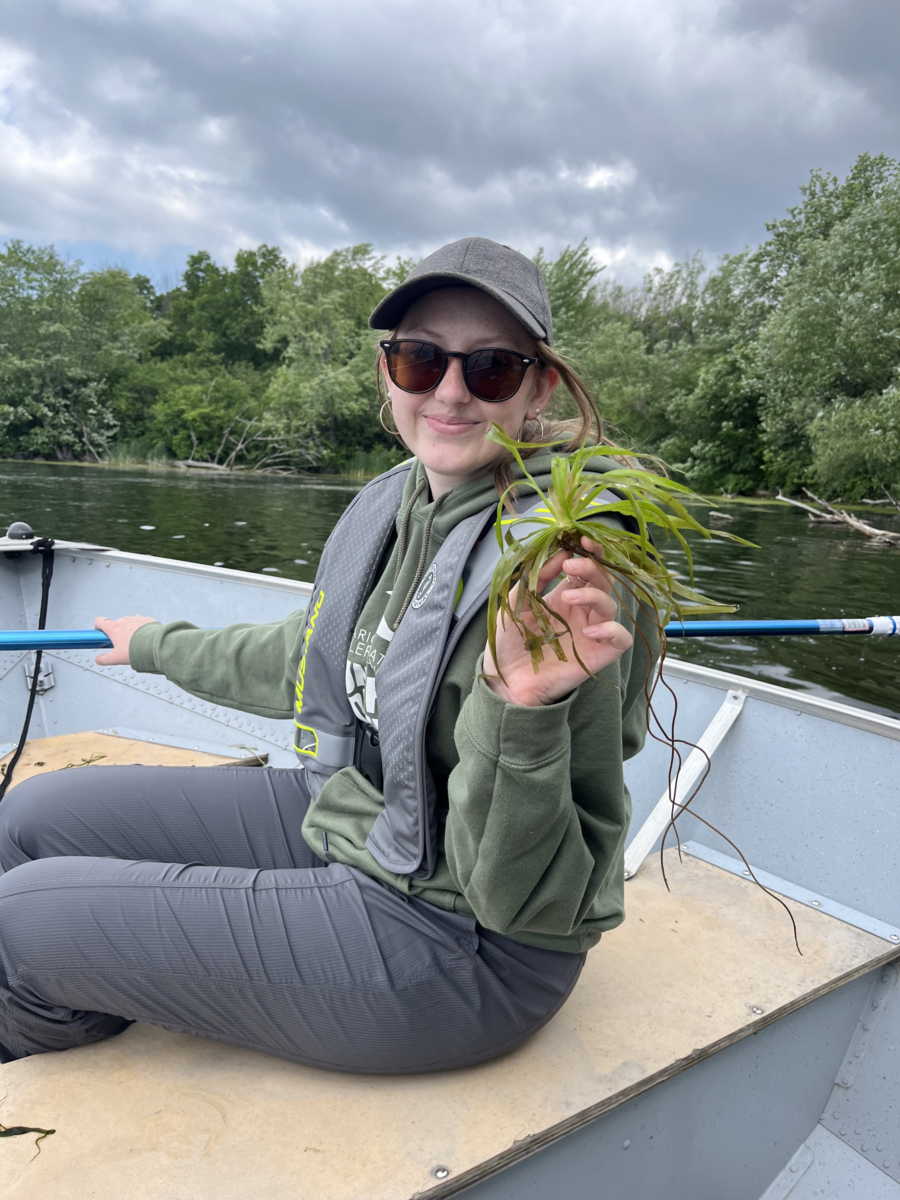 Water Soldier Eradication | Ontario's Invading Species Awareness Program