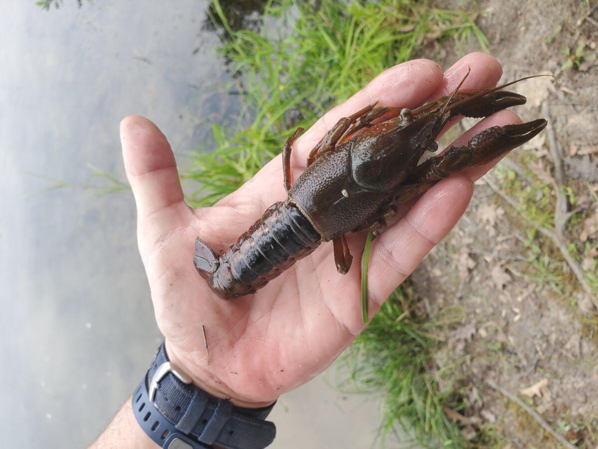 White River Crayfish Ontario's Invading Species Awareness Program