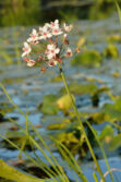 Flowering Rush | Ontario's Invading Species Awareness Program