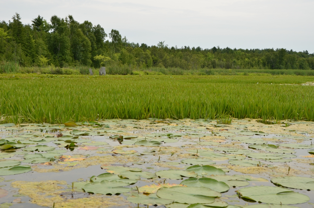 Water Soldier | Ontario's Invading Species Awareness Program