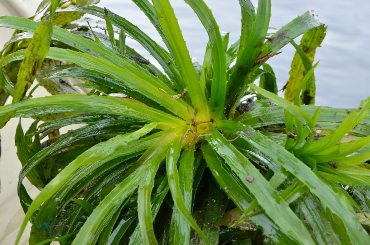 Water Soldier Ontario's Invading Species Awareness Program