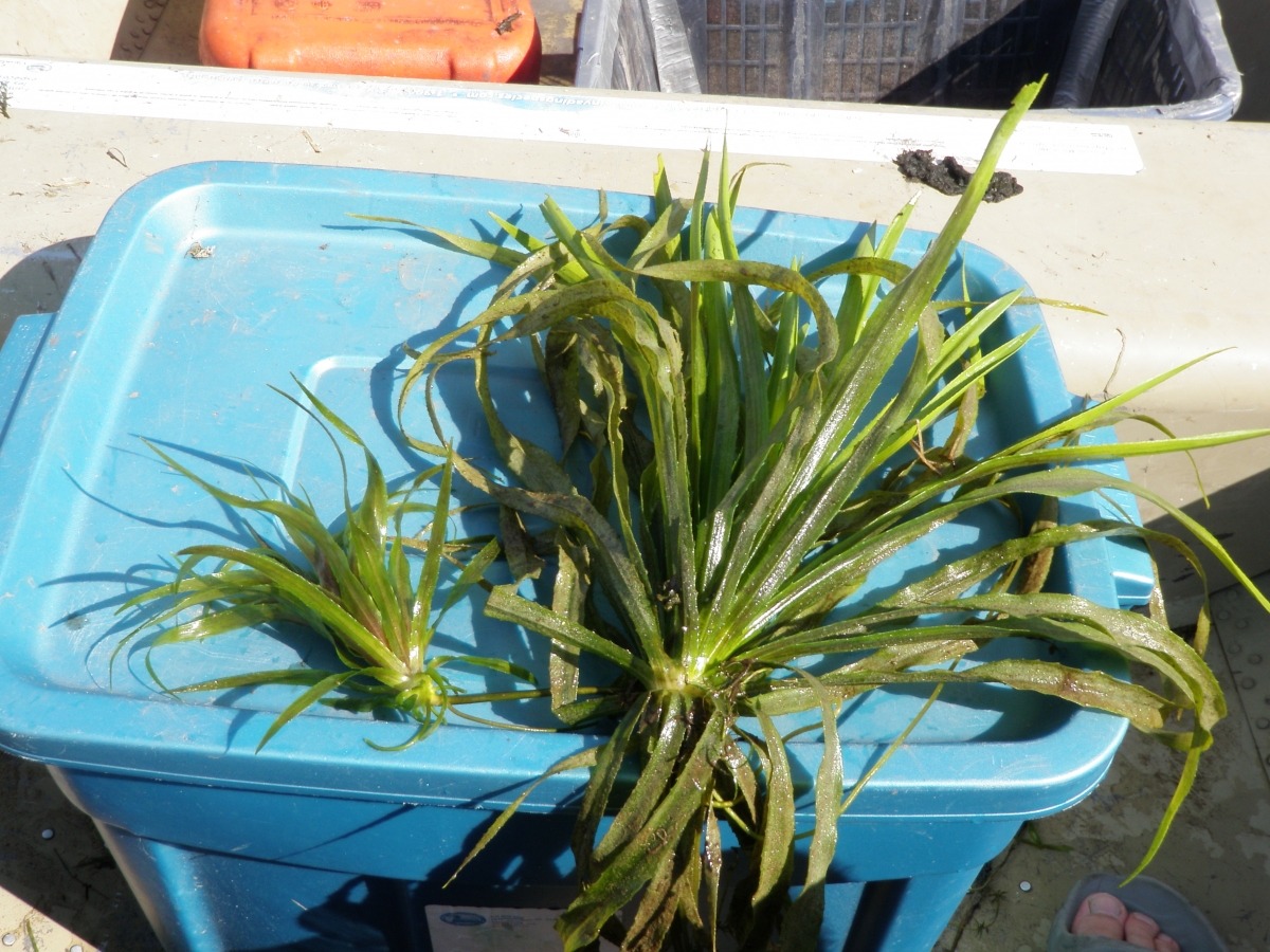 Water Soldier | Ontario's Invading Species Awareness Program