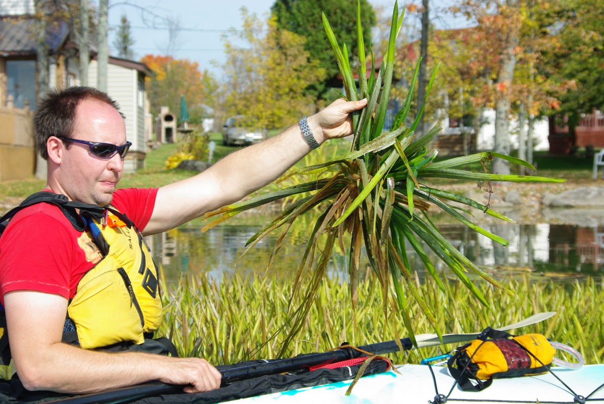 Water Soldier | Ontario's Invading Species Awareness Program