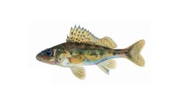 Eurasian Ruffe | Ontario's Invading Species Awareness Program