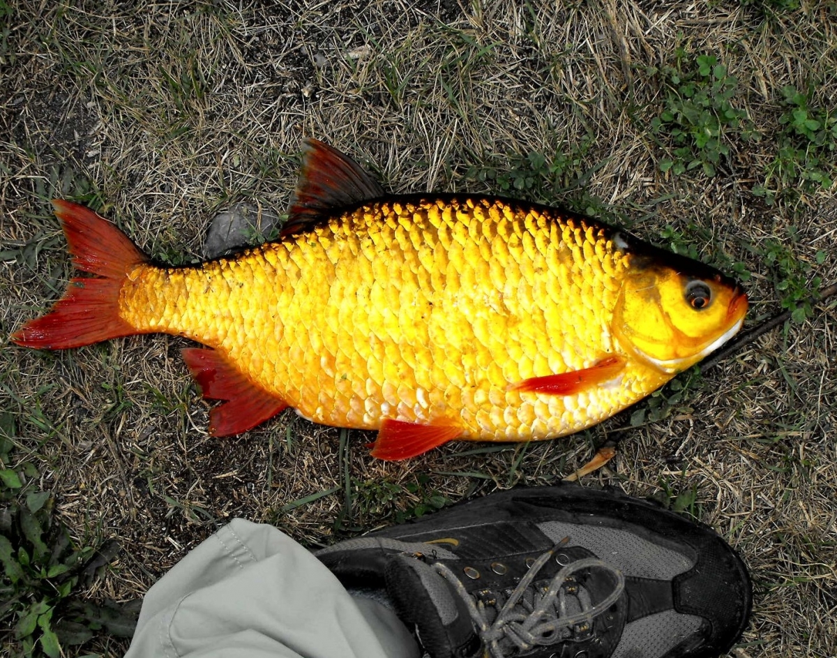 Rudd | Ontario's Invading Species Awareness Program