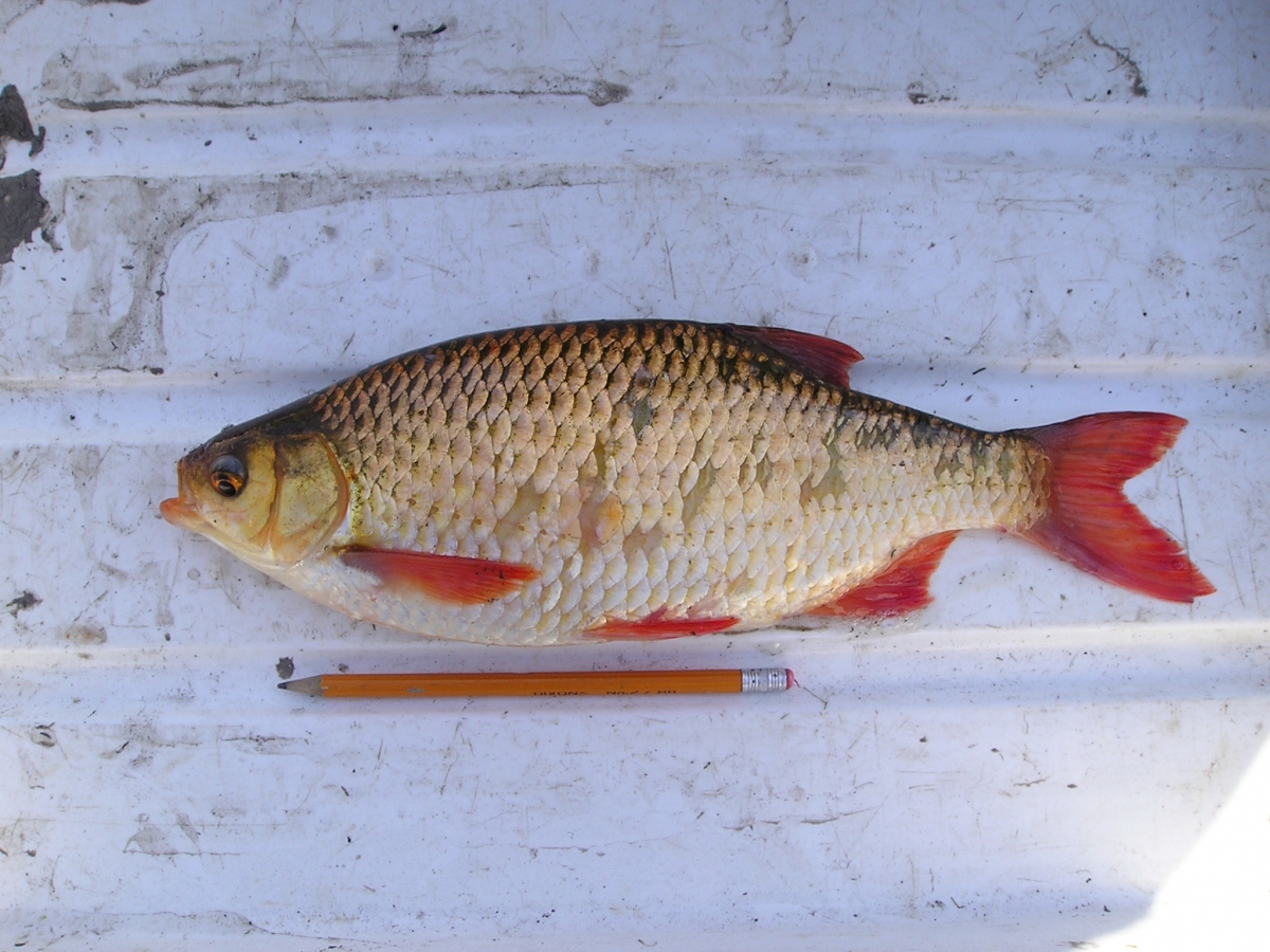 Rudd | Ontario's Invading Species Awareness Program