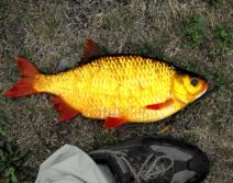 Rudd | Ontario's Invading Species Awareness Program