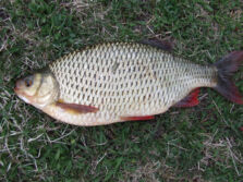 Rudd | Ontario's Invading Species Awareness Program