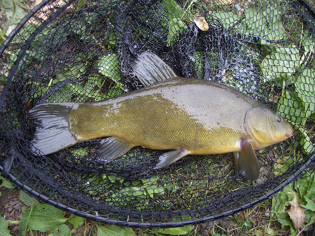 Tench Invasive Tench | Ontario's Invading Species Awareness Program