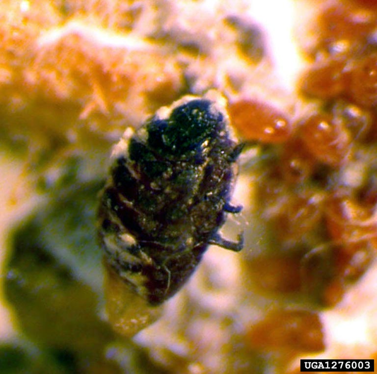 Hamlok Insect Hemlock Woolly Adelgid | Ontario's Invading Species Awareness Program