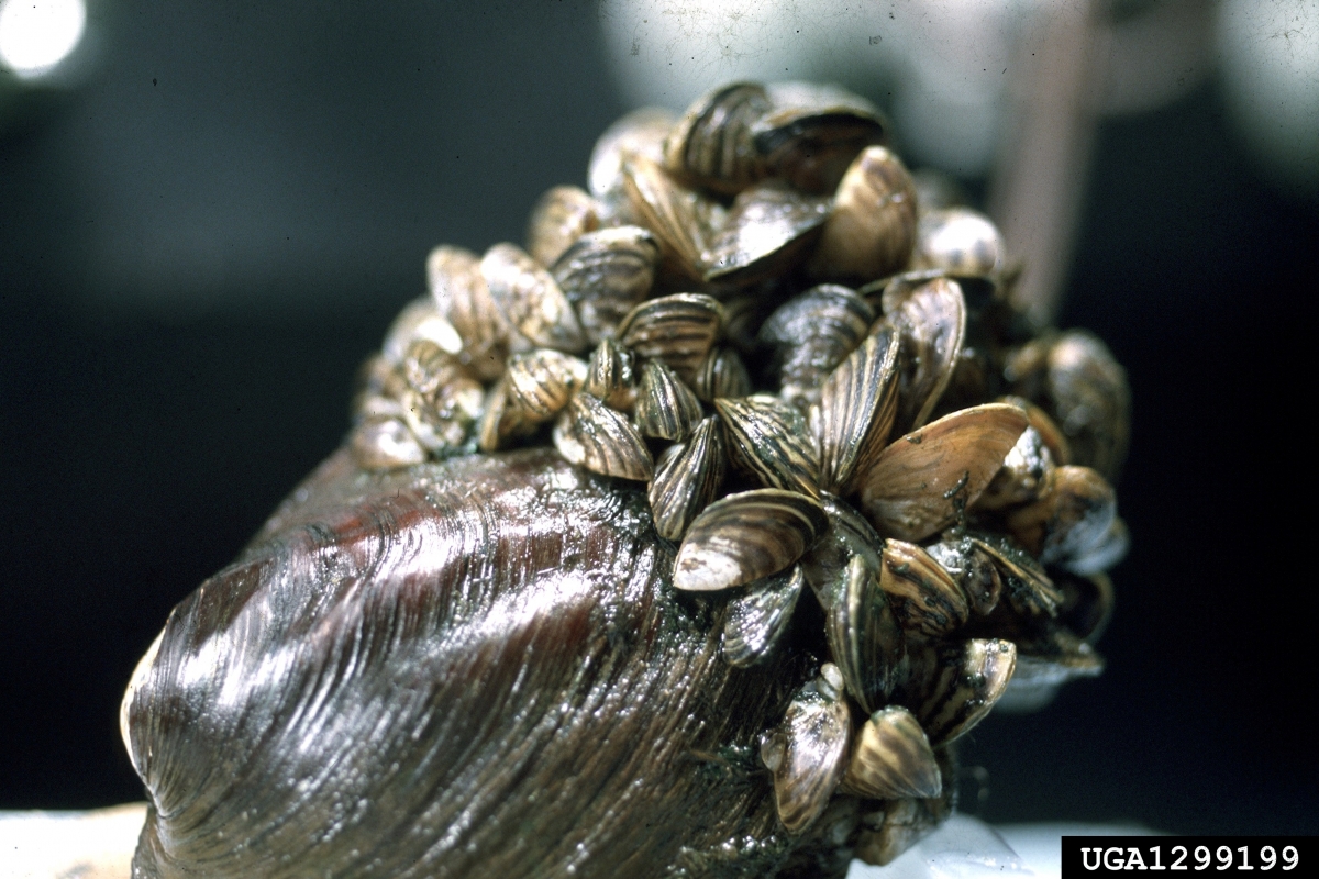 Zebra and Quagga Mussels | Ontario's Invading Species Awareness Program