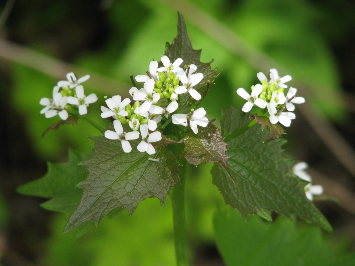 Garlic Mustard Ontario's Invading Species Awareness Program