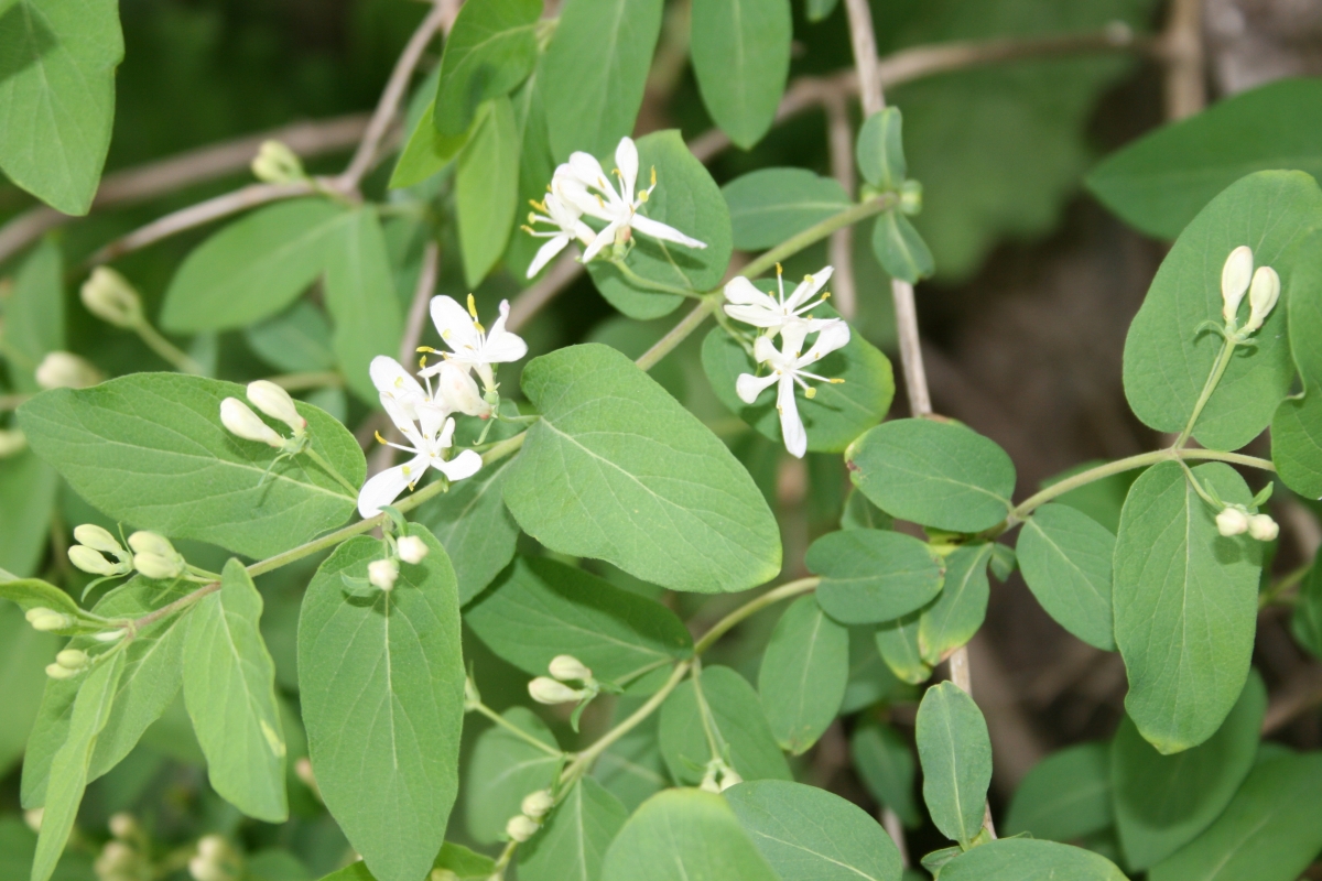 Invasive Honeysuckles Ontario's Invading Species Awareness Program