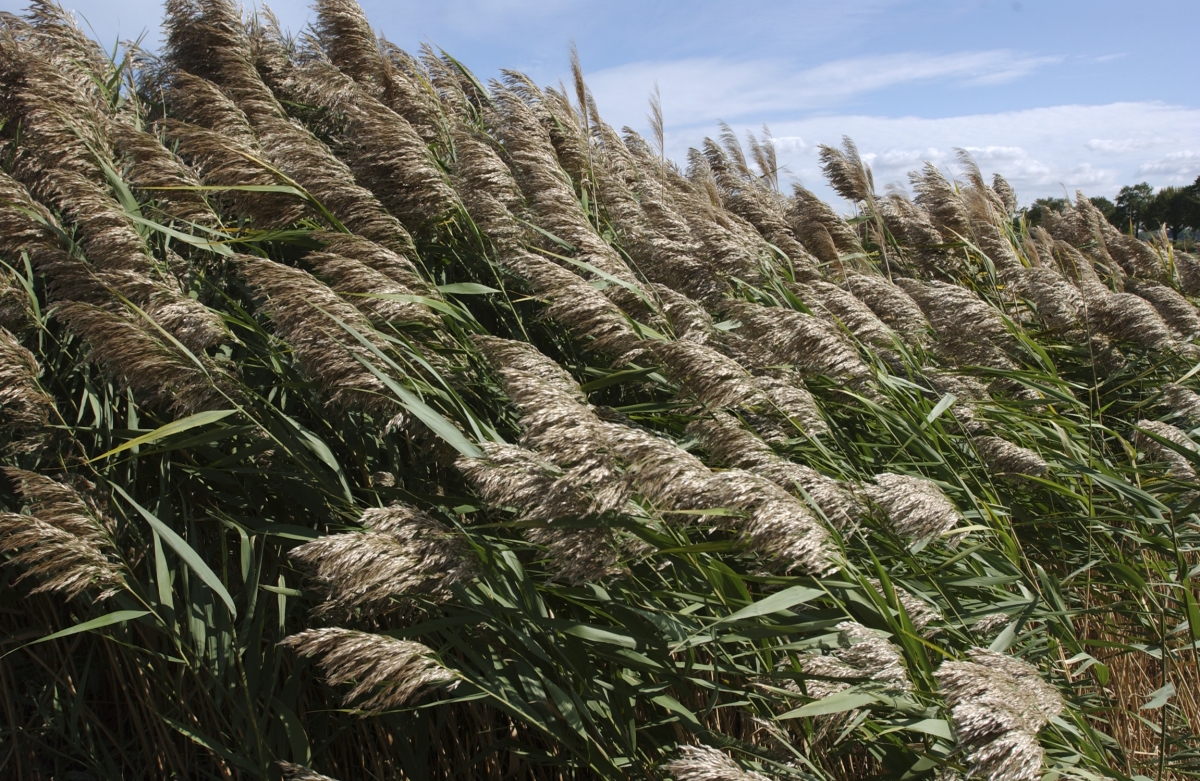 Invasive Phragmites Ontario's Invading Species Awareness Program